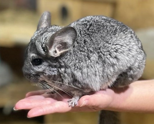 תמונת תאריכי סיורים: Girls petting Chinchilla